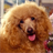 American Water Spaniel Wallpapers icon