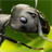 ant farm wallpapers icon