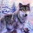 arctic wolf wallpapers icon