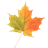 Autumn Leaves Donate LWP version 1.21
