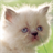 baby kittens wallpapers icon