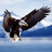 Bald Eagle HD Wallpaper icon