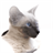 Balinese Cats Wallpapers icon