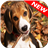 Beagle Wallpapers icon