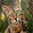 Bengal Cats Wallpapers icon
