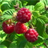 Beautifulraspberry Wallpaper icon