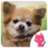 Beautiful Chihuahua images icon