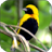 Birds 3D Video Live Wallpaper icon