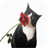 Black and White Cats Wallpapers icon