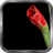 Blooming Flower Live Wallpaper icon