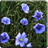 Blue Flowers Live Wallpaper icon