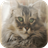 American Bobtail Cats Wallpapers icon