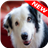 Border Collie Wallpapers icon