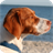 Brittany Spaniel Dog Live Wallpaper icon