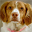 Brittany Spaniel Wallpapers icon
