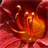 Beautiful Red Flower LWP icon