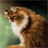 Brown Cat Live Wallpaper icon