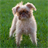 Brussels Griffon Wallpapers icon
