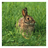 Bunny Rabbits APK Download