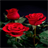 Beautifully Roses LWP icon