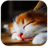 CAT Wallpapers v2 icon