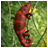 Chameleon Color icon