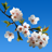 Cherry blossom icon