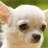 chihuahua backgrounds APK Download