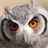 cool owl wallpaper icon