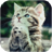 Cute cat APK Download