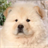 cute pet wallpapers icon