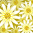 Daisy Flower icon