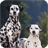 Dalmatian Dog Pack 2 Live Wallpaper version 1.03