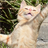 dancing cat live wallpaper icon