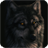 Dark Wolf Live Wallpaper icon