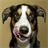 dog licking live wallpaper icon