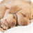 Dog Sleeping Live Wallpaper APK Download