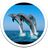 Dolphin Live Wallpaper icon