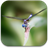 Dragonflies Live Wallpaper icon