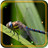 Dragonfly Free 1.0