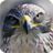 Falcon HD Live Wallpaper icon