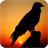Falcon Live Wallpaper Animal icon