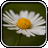 Flowers - Changing Wallpaper icon