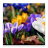 Flowers part 4 icon
