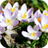 Forest Flowers icon