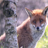 Fox 3D Live Wallpaper icon