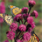 free butterfly garden wallpaper icon