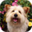 Dog Wallpaper icon