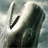 free killer whale wallpaper icon
