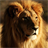 lion king backgrounds APK Download